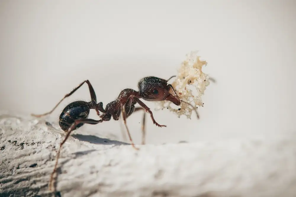 How To Get Rid Of Ants In Kitchen